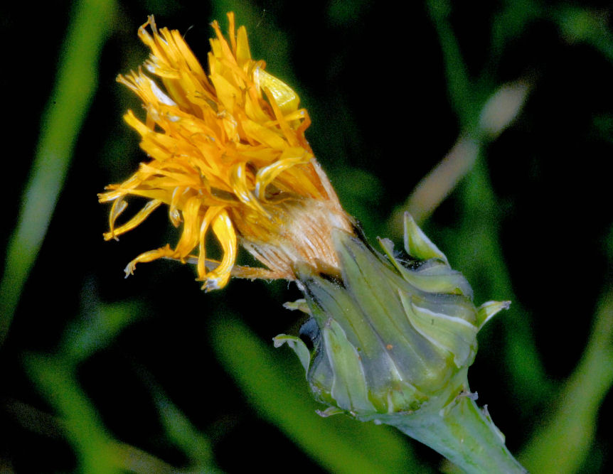 Fiori per Giorgia